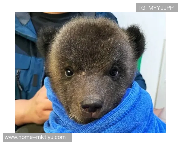 棕熊与黑熊的生存竞争与生态角色探讨及其对自然环境的影响分析 棕熊与黑熊的生存竞争与生态角色探讨及其对自然环境的影响分析